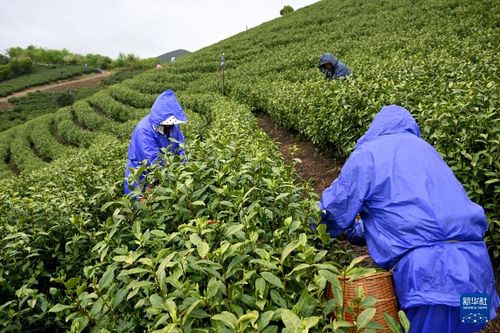 安徽廣德 茶旅融合促振興，茶葉加工煥生機(jī)