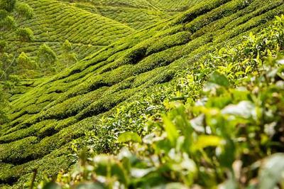 金葉子成了致富好路子 以茶葉種植加工振興鄉(xiāng)村