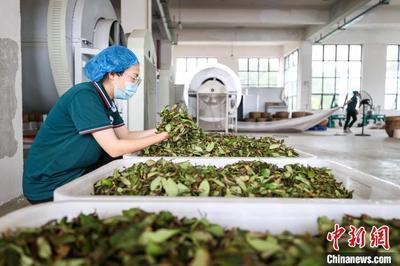 匠心精制，茶韻悠長(zhǎng)——探訪貴州仁懷烏龍茶加工盛況