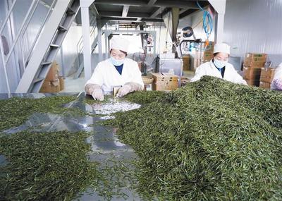 產(chǎn)學(xué)研融合，為茶葉加工“增色添香”
