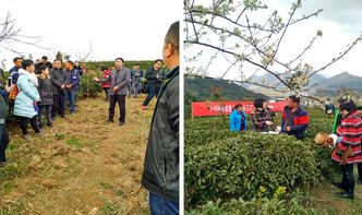 貴定縣舉辦茶葉采摘加工培訓(xùn)，科技賦能茶產(chǎn)業(yè)提質(zhì)增效