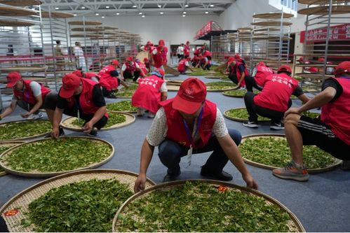 技顯匠心，茶韻飄香——第六屆全國農業行業職業技能大賽茶葉加工工（精制）賽四川省選拔賽正式啟幕