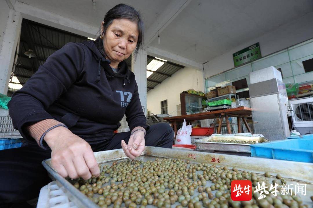 借長(zhǎng)三角東風(fēng)，天長(zhǎng)“茶葉加工”跑出加速度